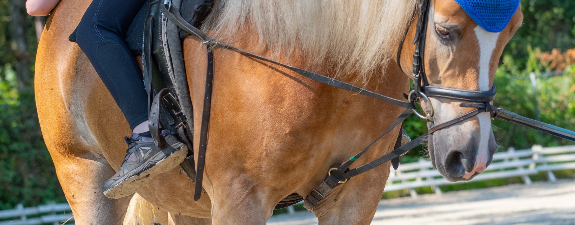 Eine Person reitet auf einem Pferd.