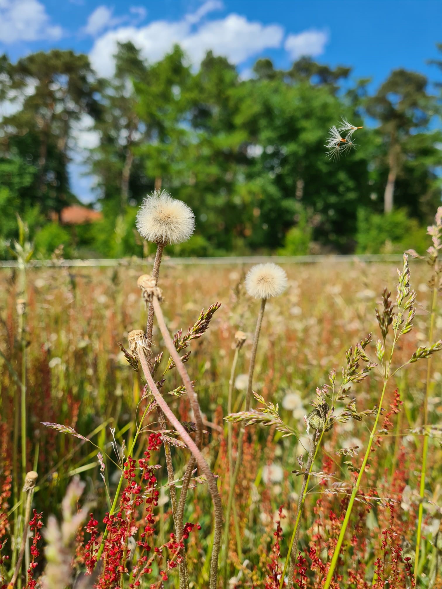 Das Bild zeigt eine Wiese mit Pusteblumen.