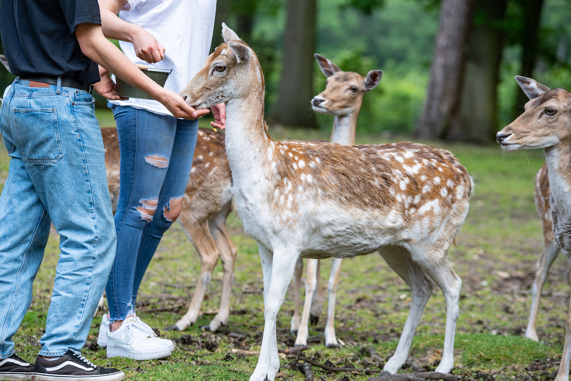 Zwei Jugendliche füttern Rehe im Rahmen der Tiergestützten Therapie.