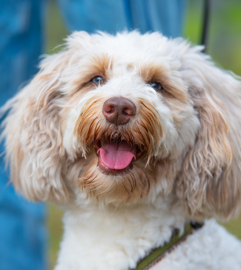 Das Bild zeigt einen weißen Hund.