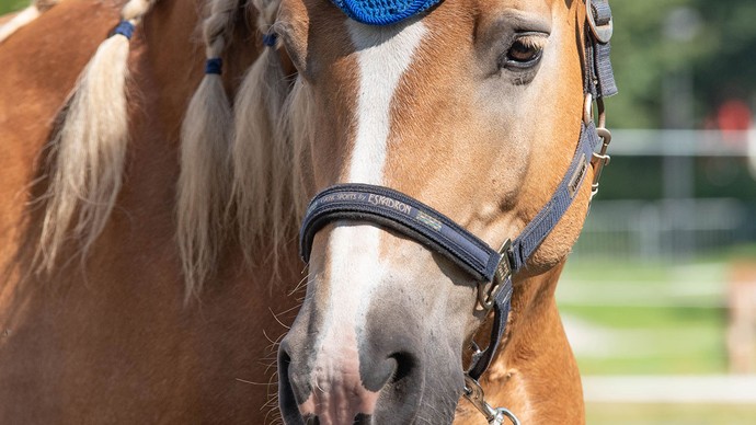 Das Bild zeigt ein Pferd.