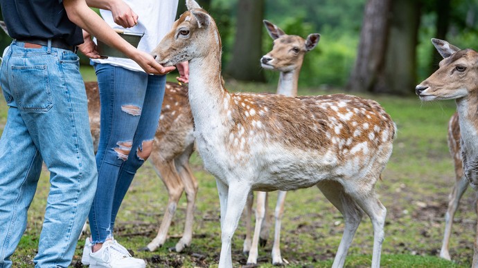 Zwei Jugendliche füttern Rehe im Grünen.